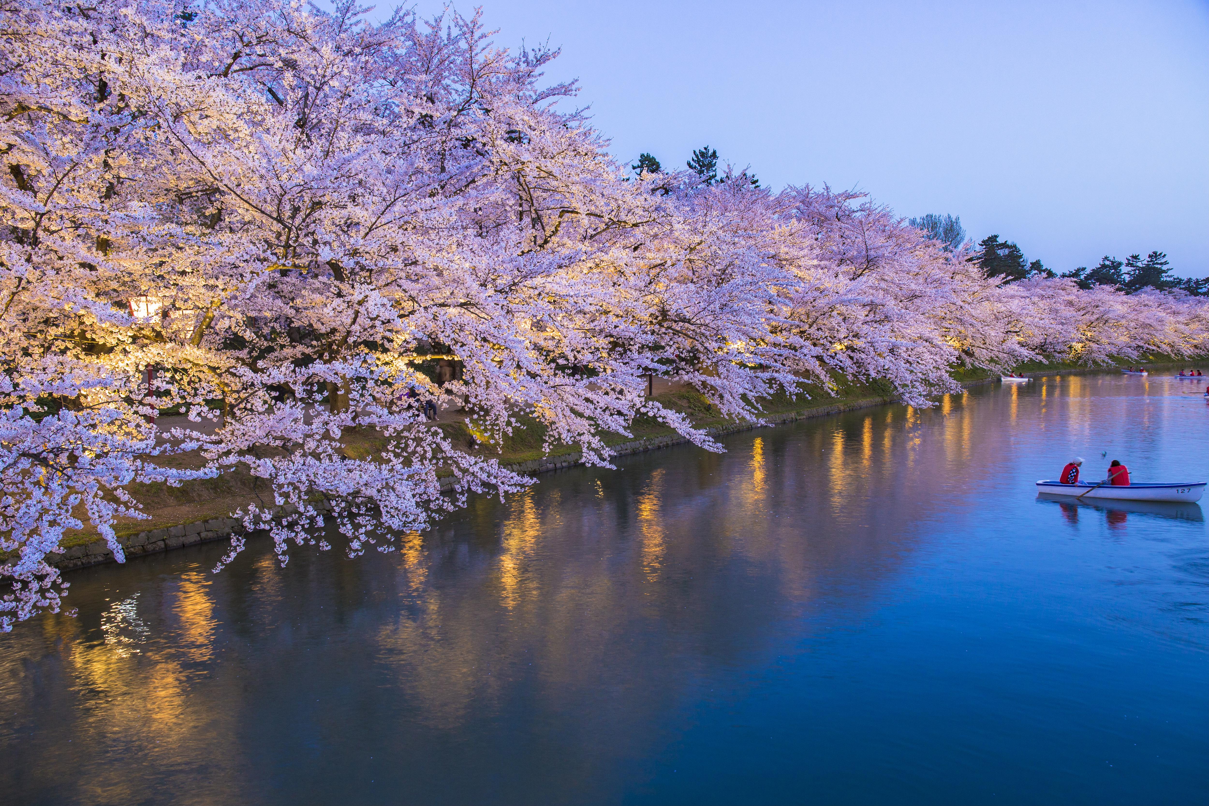 Hirosaki Cherry Blossom Festival Qlip Japan Travel Concierge