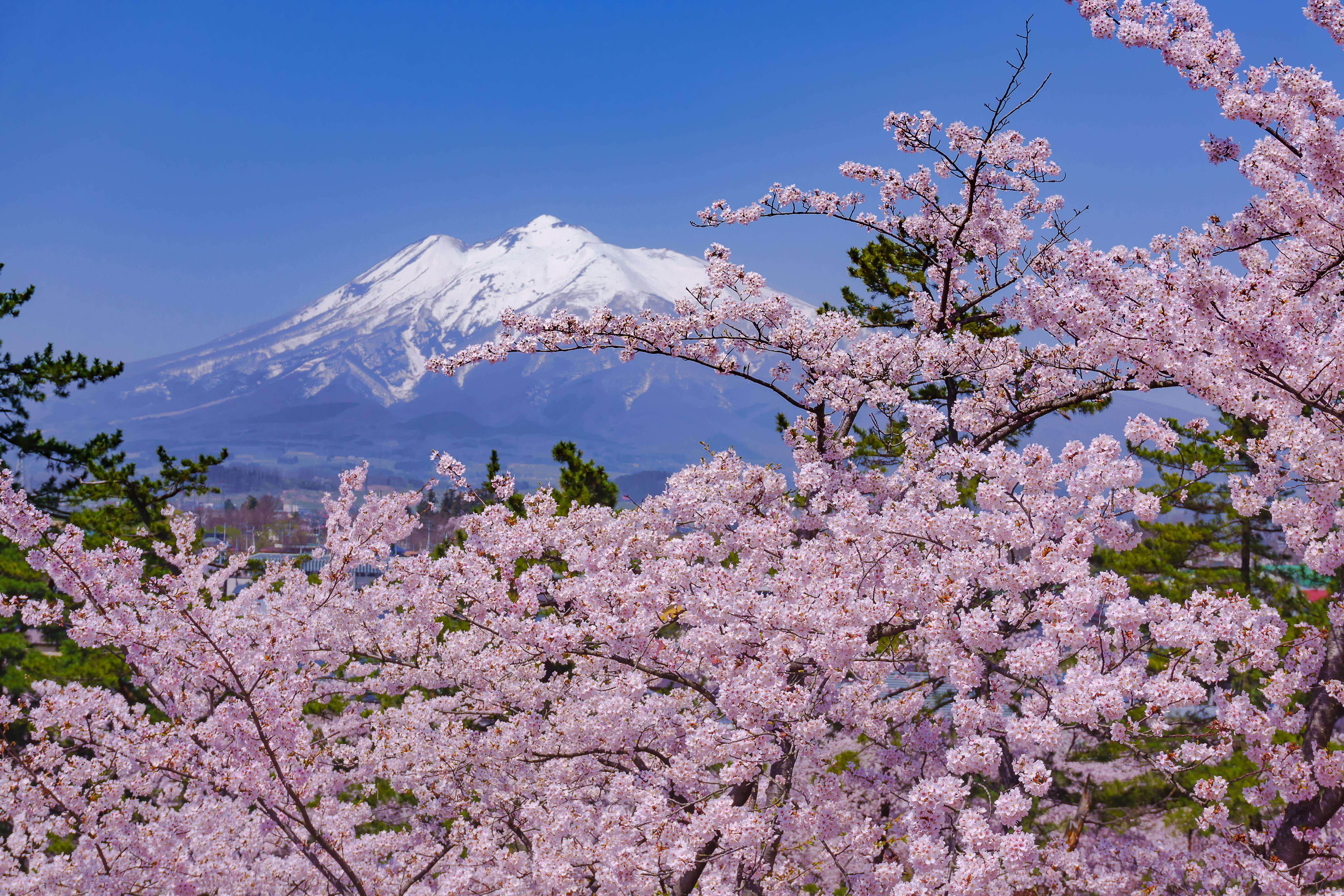 Hirosaki Cherry Blossom Festival Qlip Japan Travel Concierge