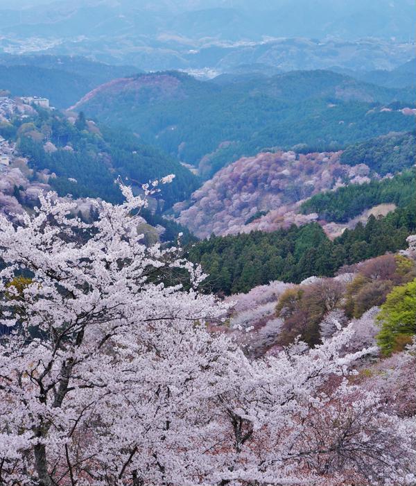 Mount Yoshino in Nara - Qlip - Japan Travel・Tour Concierge