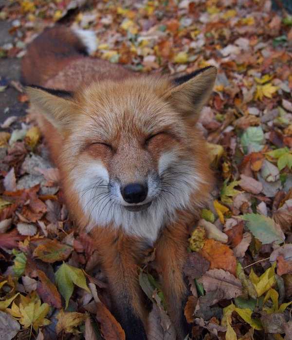 Miyagi Zao Fox Village: A Surprise Spot to Mingle with Foxes