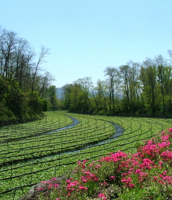 Daio Wasabi Farm A wonderful scenic spot with free entry Qlip