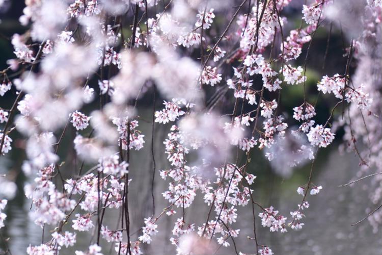 季節 春での、桜の木の下でお花見！ヘキサタープＬ 季節 春での、桜の木の下でお花見！ヘキサタープL