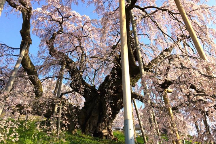 日本三代桜滝桜の大正時代の写真 一度は見たい！日本三大桜と五大桜とは 歴史ある桜名所はどこに