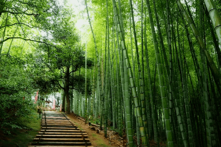 The bamboo forest of Seirinji Temple