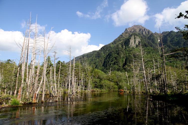 岳沢湿原