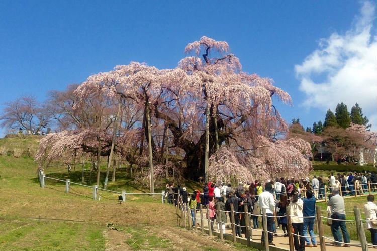 三春の滝桜 樹齢1000年の一本桜 - Qlip[クリップ] - Japan