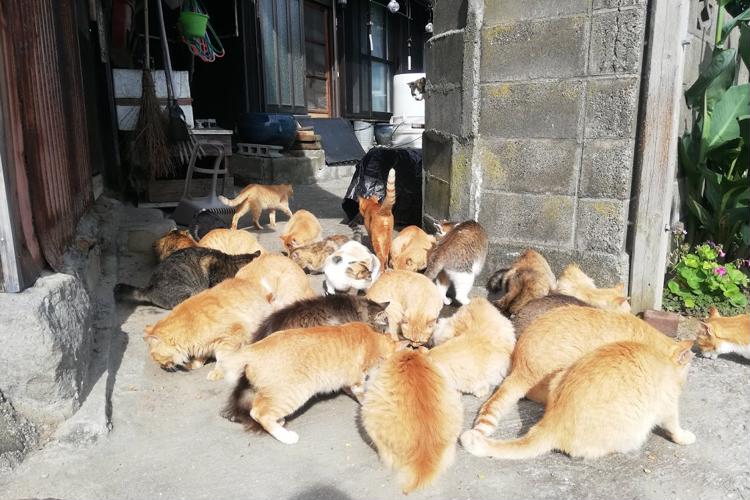 Cat lover? Try a trip to Aoshima Island, Ozu Japan