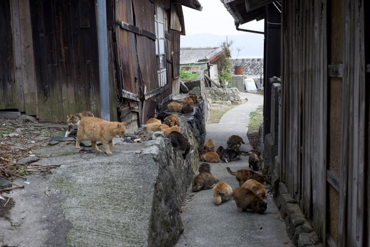 Cat Paradise in Aoshima, Ehime Prefecture ♡