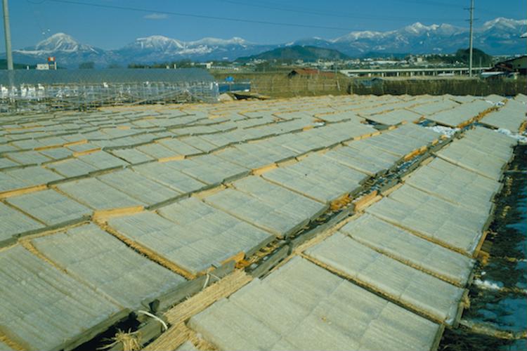 Agar of Chino